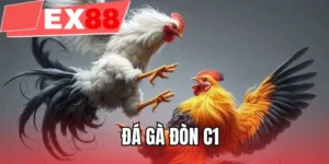 Đá gà đòn C1