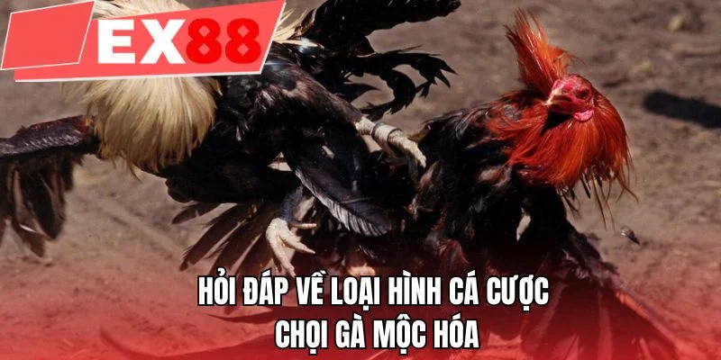 Hỏi đáp về loại hình cá cược chọi gà Mộc Hóa 
