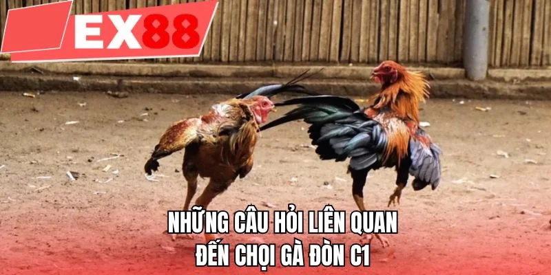 Những câu hỏi liên quan đến chọi gà đòn C1