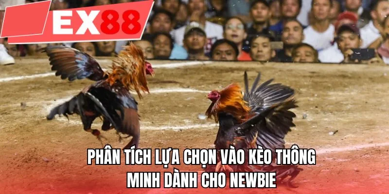 Phân tích lựa chọn vào kèo thông minh dành cho newbie