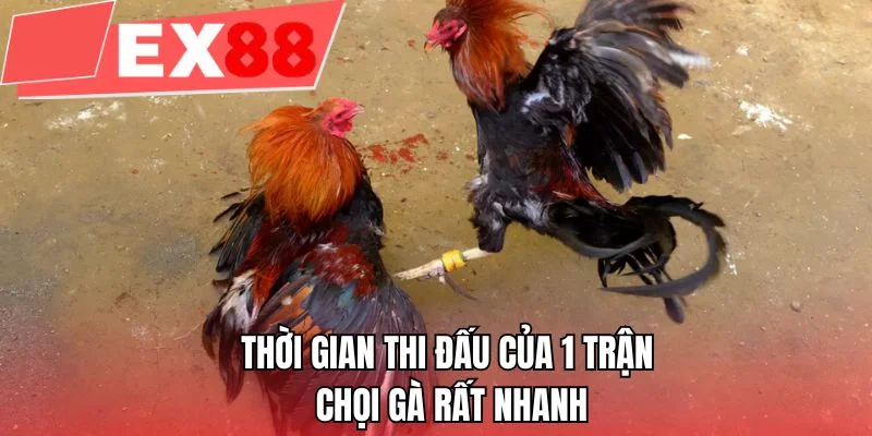 Thời gian thi đấu của 1 trận chọi gà rất nhanh 